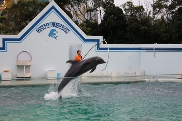 品川 水族館2館を徹底比較！アクアパークとしながわ水族館の違いは？