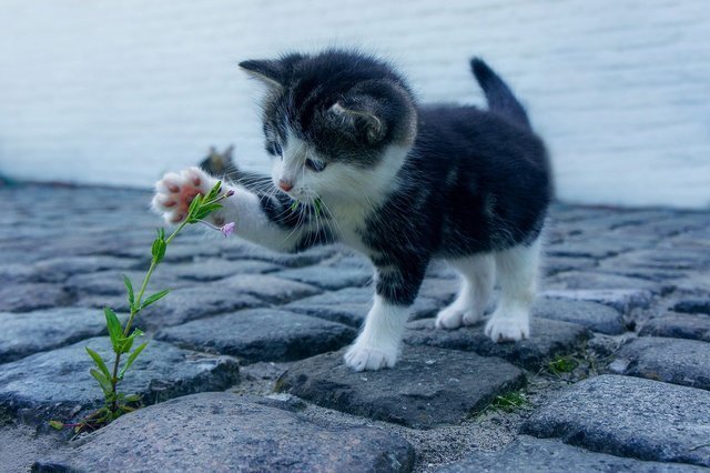 亡くなった猫に会う方法って？ペットロスから立ち直れない方向けに解説します。