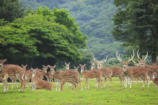 【徹底解説】姫路セントラルパークの魅力とは！サファリや遊園地から、プール、割引情報まで