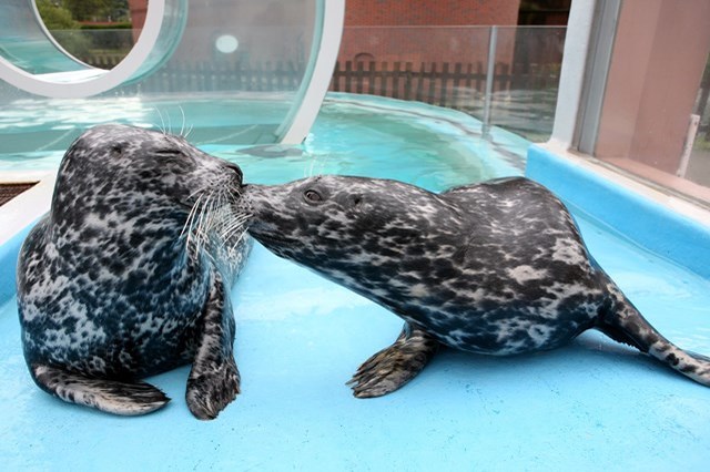 北海道 水族館 5選！観光にオススメの人気水族館