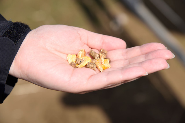 かわいい動物たちとのふれあいがいっぱい！ 一日中思いっきり遊べる「マザー牧場」に行こう