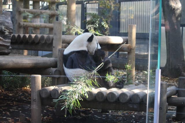 上野動物園を2時間で思いっきり満喫！時間がなくても楽しめる方法教えます