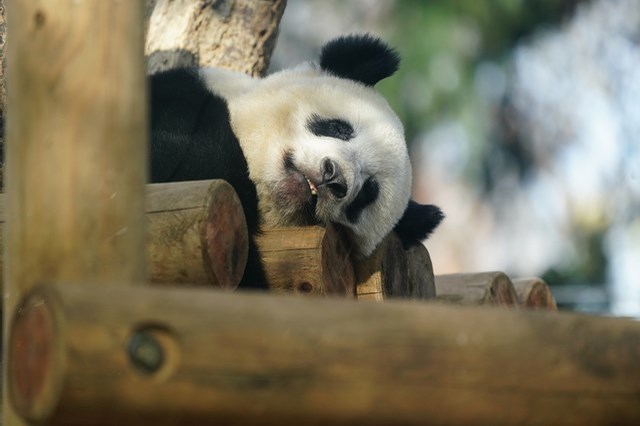 上野動物園を2時間で思いっきり満喫！時間がなくても楽しめる方法教えます