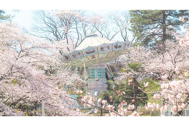 桜景色とアトラクションをとことん満喫！子どもも大満足なお花見は「西武園ゆうえんち」で決まり