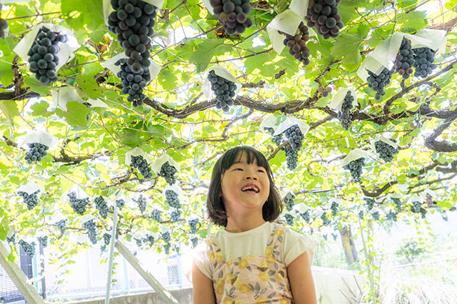 ぶどうが食べ放題でジュースまでつくれる！今まで味わったことがないおいしさに出会えて親子でビックリしてきました【あそびチャレンジ#08 ぶどう狩り編】