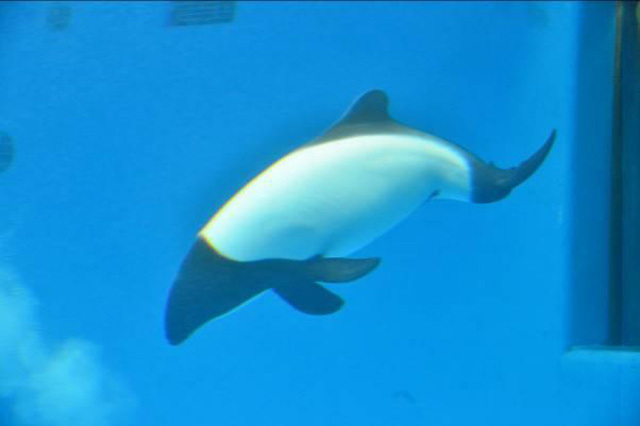 目の前に広がる海の世界は驚きと感動の連続！仙台うみの杜水族館の魅力を徹底レポ