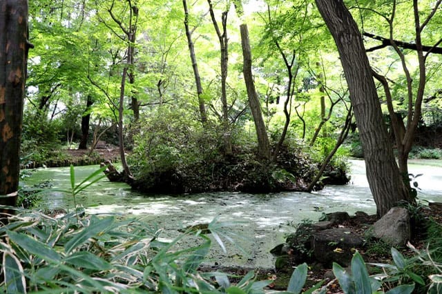 武蔵野の自然が残る石神井公園を散策！石神井池・三宝寺池の周辺見どころを紹介