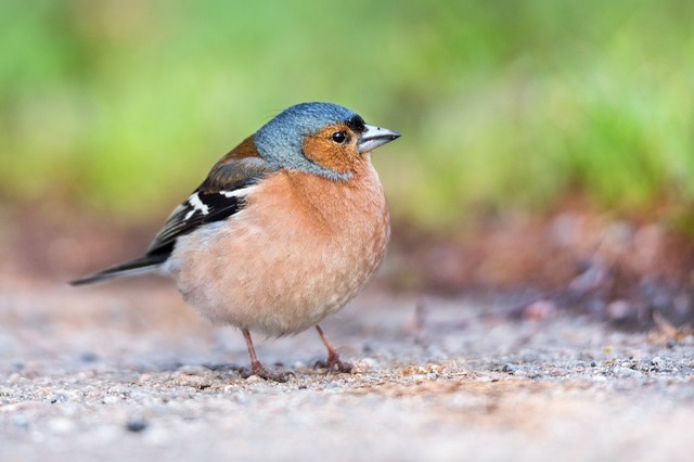 鳥のスピリチュアル的な意味とは？横切る・飛ぶ・ぶつかるなど状況別に紹介！