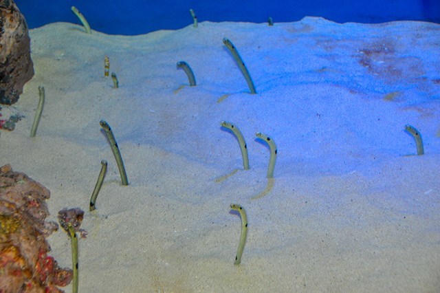 【徹底取材】竹島水族館 アクセスから周辺の観光地、ランチスポットまでご紹介