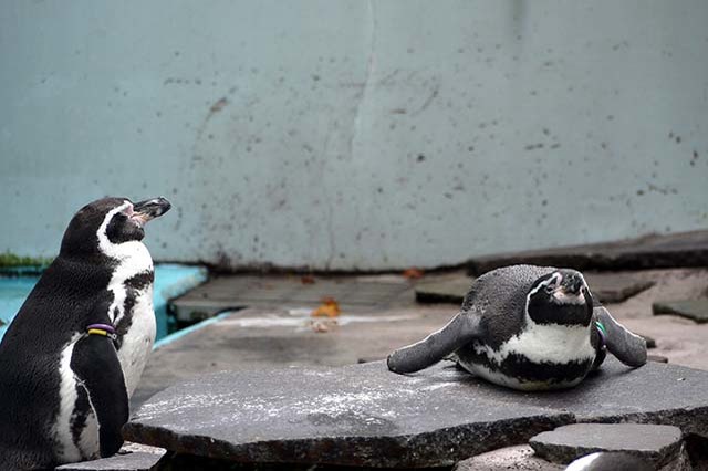 入園料無料が嬉しい！「夢見ヶ崎動物公園」の見どころやアクセス方法を徹底解説