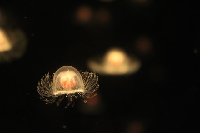 【徹底解説】アクアワールド茨城県大洗水族館の魅力とは！ショー・イベントから基本情報まで