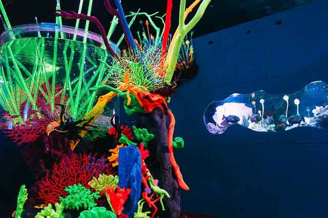 水族館で宇宙旅行を楽しもう！横浜の新感覚アクアリウムで不思議な生きもの＆水の惑星ゾーンを冒険【神奈川】