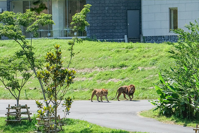 多摩動物公園で会えてよかった15種の動物たち