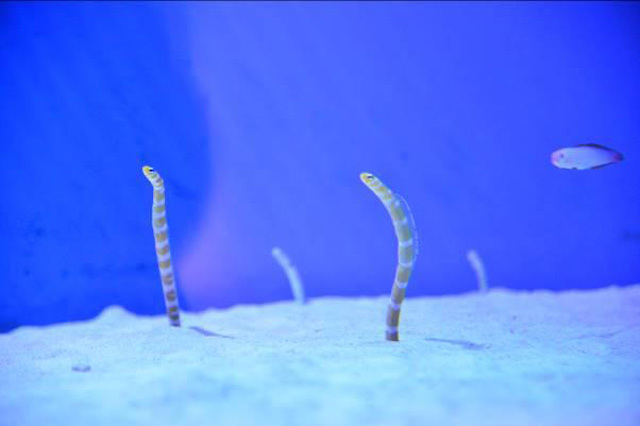 目の前に広がる海の世界は驚きと感動の連続！仙台うみの杜水族館の魅力を徹底レポ