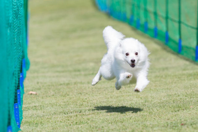 世界の名犬牧場の遊び方・おすすめスポット・人気のお土産をレポート！珍しいワンちゃんにも会えるのも魅力！