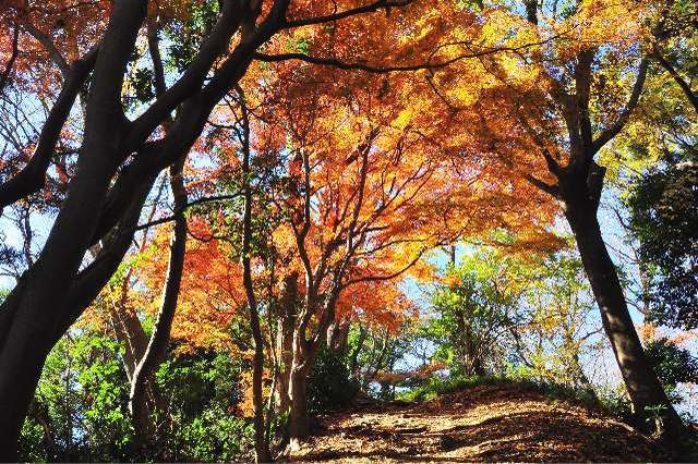 標高は低くても満足度抜群！神奈川県でおすすめの低山ハイキングスポット3選【極私的おでかけ百景 #9】