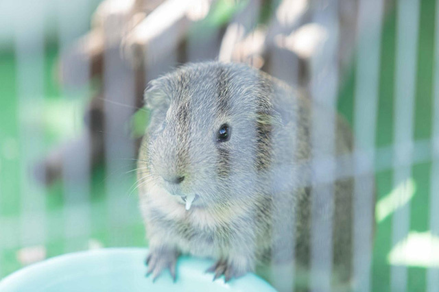 【ここでしか会えない動物たちも！】天王寺動物園でかわいい動物たちに癒される