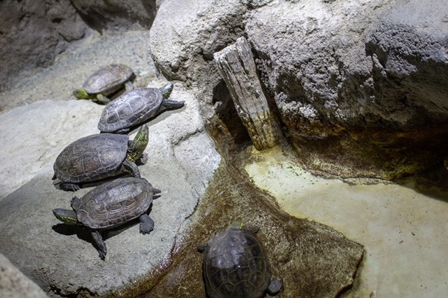 【徹底取材】さいたま水族館の魅力解説！ アクセスから周辺の観光地情報まで