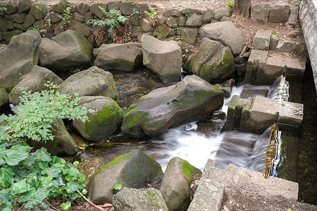 井の頭恩賜公園をぐるり一周散歩！歩いて見つけた注目スポットをご紹介