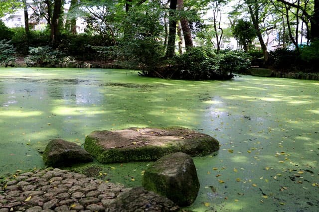 武蔵野の自然が残る石神井公園を散策！石神井池・三宝寺池の周辺見どころを紹介