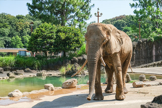 多摩動物公園で会えてよかった15種の動物たち