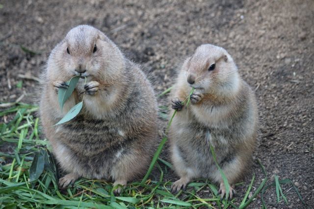 上野動物園を2時間で思いっきり満喫！時間がなくても楽しめる方法教えます