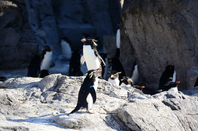 千葉のおすすめ水族館・動物園13選！愛らしさに心おどるひとときを