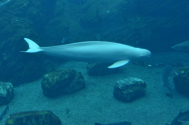 目の前に広がる海の世界は驚きと感動の連続！仙台うみの杜水族館の魅力を徹底レポ