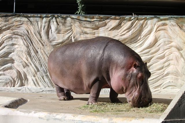 上野動物園を2時間で思いっきり満喫！時間がなくても楽しめる方法教えます