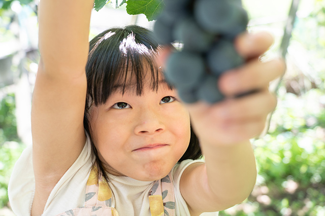 ぶどうが食べ放題でジュースまでつくれる！今まで味わったことがないおいしさに出会えて親子でビックリしてきました【あそびチャレンジ#08 ぶどう狩り編】