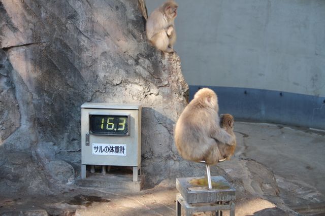 上野動物園を2時間で思いっきり満喫！時間がなくても楽しめる方法教えます