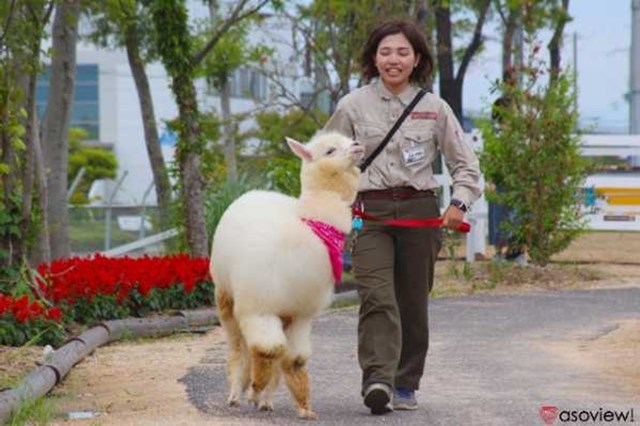 【割引あり】神戸どうぶつ王国の魅力を徹底解剖！ショーから触れ合い、花の情報など楽しむガイド