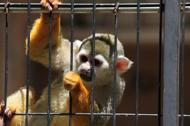 【徹底解説】神戸市立王子動物園の魅力とは！日本で唯一パンダとコアラに会える場所！