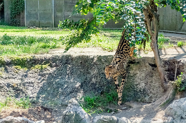 多摩動物公園で会えてよかった15種の動物たち