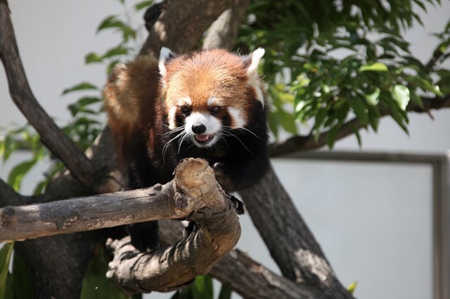 【徹底解説】神戸市立王子動物園の魅力とは！日本で唯一パンダとコアラに会える場所！