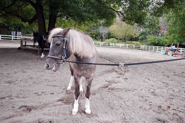 ふなばしアンデルセン公園の人気の秘密とイチ推しスポットを徹底解剖！グルメスポットや人気のお土産もご紹介