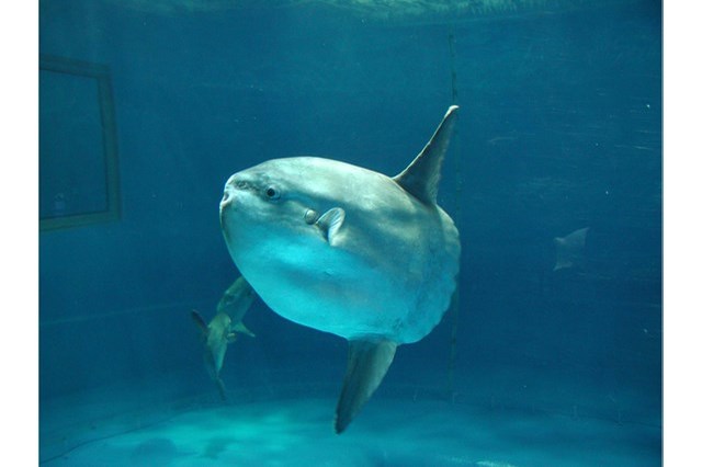 【徹底解説】アクアワールド茨城県大洗水族館の魅力とは！ショー・イベントから基本情報まで