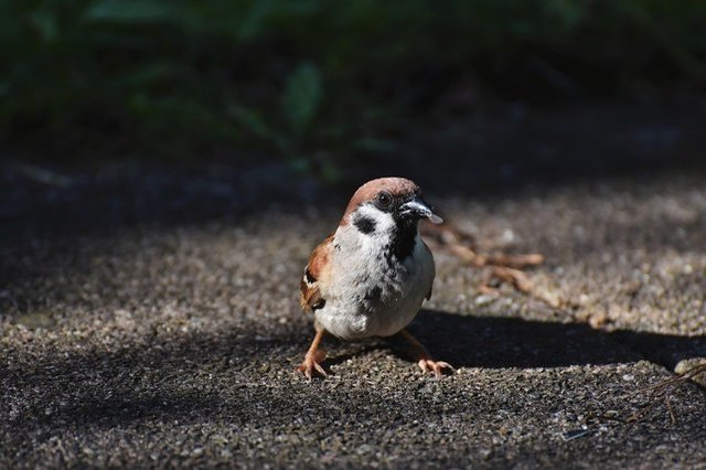 鳥のスピリチュアル的な意味とは？横切る・飛ぶ・ぶつかるなど状況別に紹介！