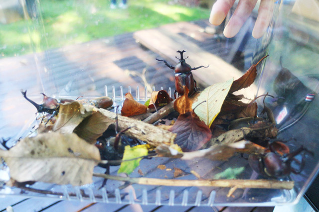 広大な森の中でカブトムシ採取へ！夏休みは茨城の体験型公園でドキドキの昆虫採集に出かけよう