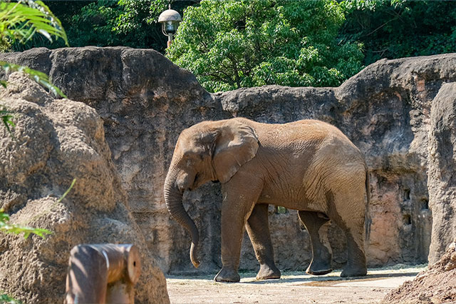 多摩動物公園で会えてよかった15種の動物たち