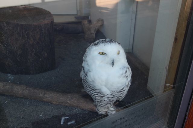 上野動物園を2時間で思いっきり満喫！時間がなくても楽しめる方法教えます