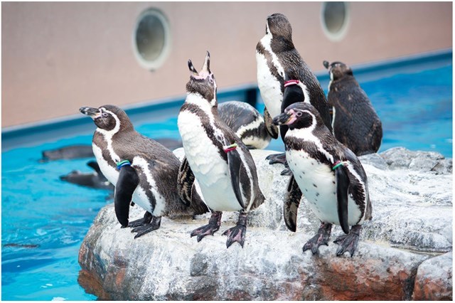 【徹底解説】アクアワールド茨城県大洗水族館の魅力とは！ショー・イベントから基本情報まで