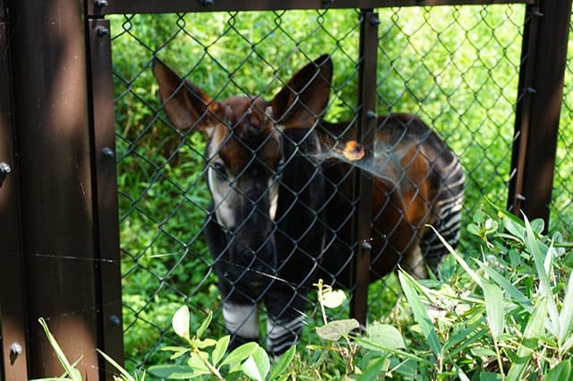 ここでしか見られない希少動物の宝庫！ 横浜「金沢動物園」を徹底解説