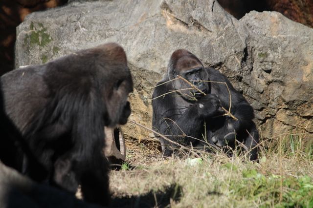 上野動物園を2時間で思いっきり満喫！時間がなくても楽しめる方法教えます