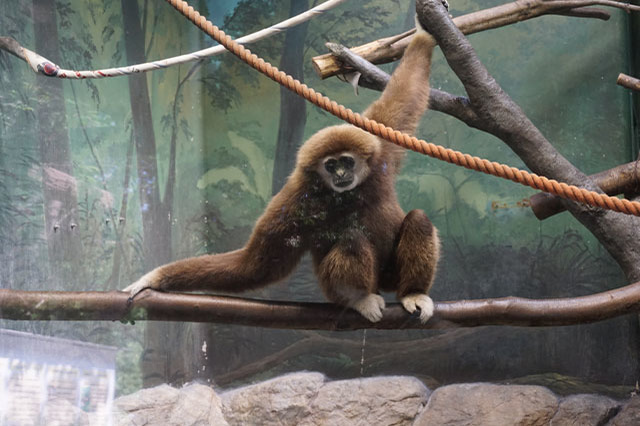 ここでしか見られない希少動物の宝庫！ 横浜「金沢動物園」を徹底解説