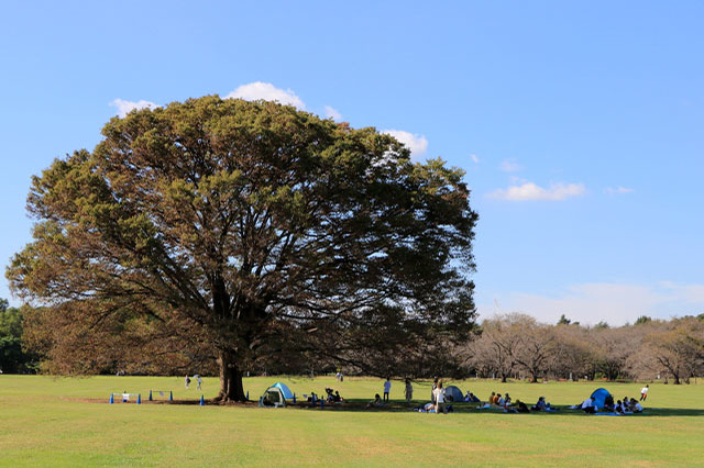 新しい発見に満ちた子どもの聖地！国営昭和記念公園の見どころを徹底レポート