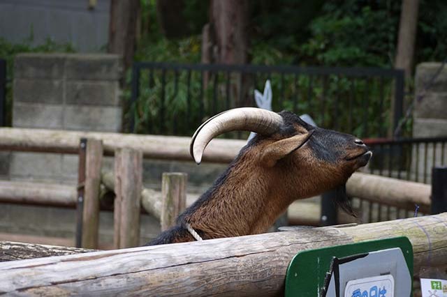 入園料無料が嬉しい！「夢見ヶ崎動物公園」の見どころやアクセス方法を徹底解説