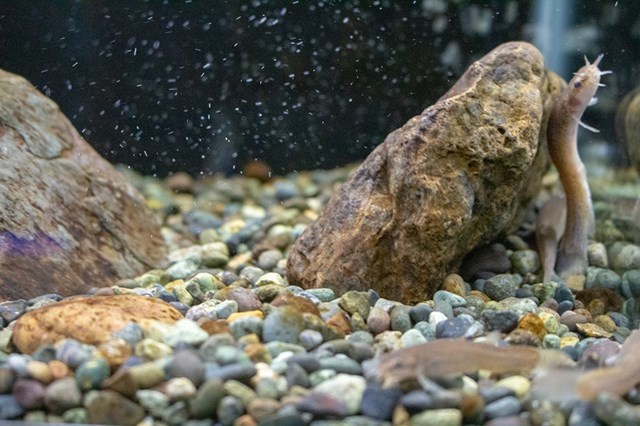 【徹底取材】さいたま水族館の魅力解説！ アクセスから周辺の観光地情報まで