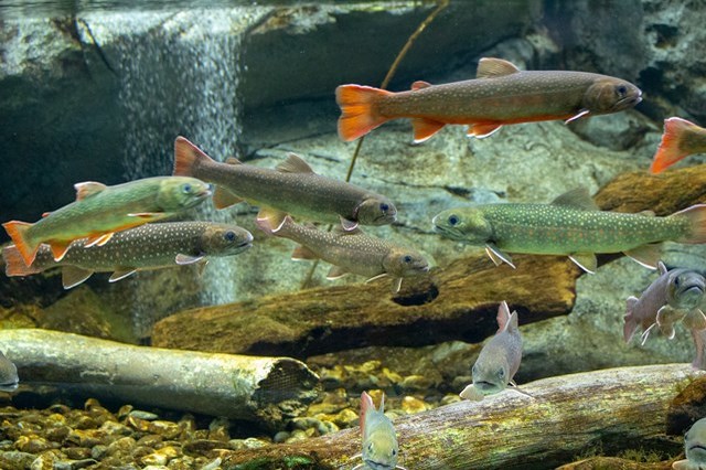 【徹底取材】さいたま水族館の魅力解説！ アクセスから周辺の観光地情報まで