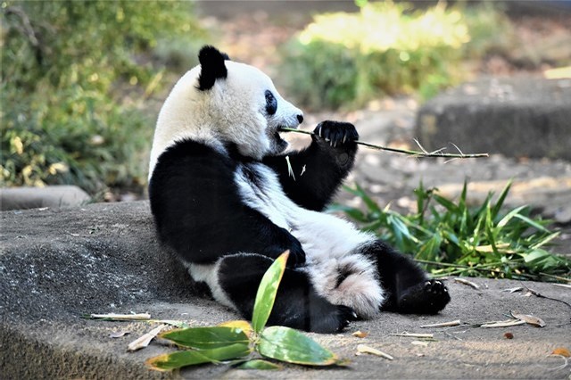 上野動物園を2時間で思いっきり満喫！時間がなくても楽しめる方法教えます